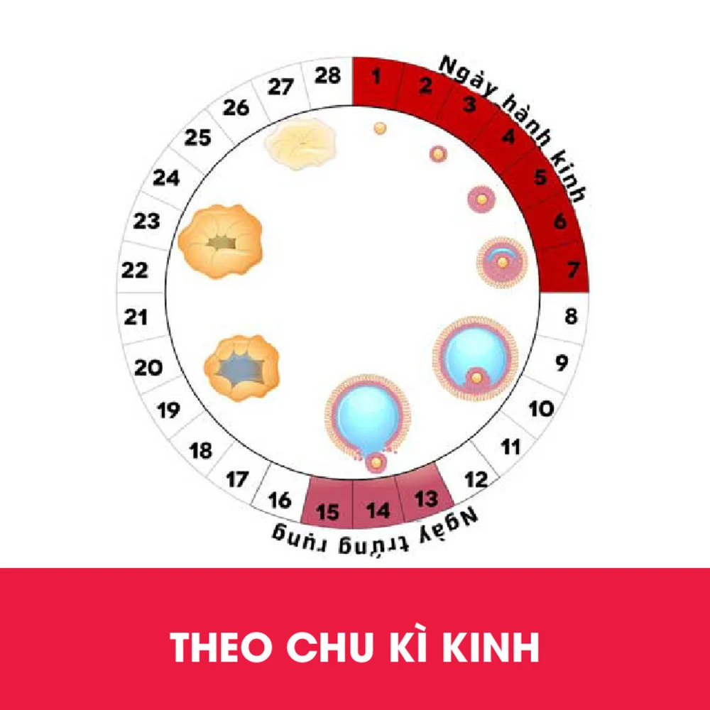 Cách tính ngày rụng trứng giúp vợ chồng nhanh có tin vui