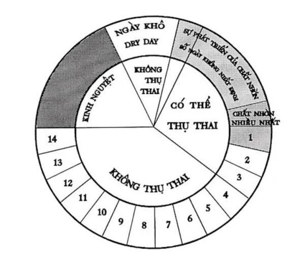 Làm sao để xác định “thời điểm vàng” giúp tăng tỷ lệ thụ thai tự nhiên?