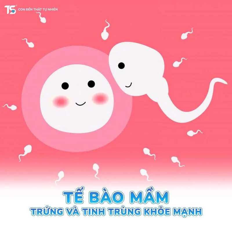 TS Group là gì? Hiểu đúng về hệ sinh thái đồng hành trong hành trình sinh sản